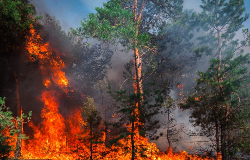 De Onvertelde Crisis van Bosbranden in Centraal-Afrika