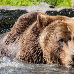 Bruine beer gespot in Duitsland 14