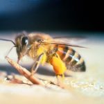 ‘Killer bees’ doden Nederlandse toerist in Tanzania 13