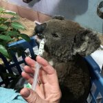 Koala uit bosbrand gered door dappere vrouw 22