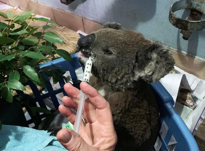 Koala uit bosbrand gered door dappere vrouw 17