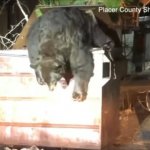 Schattig of angstaanjagend; beer gered uit container 17