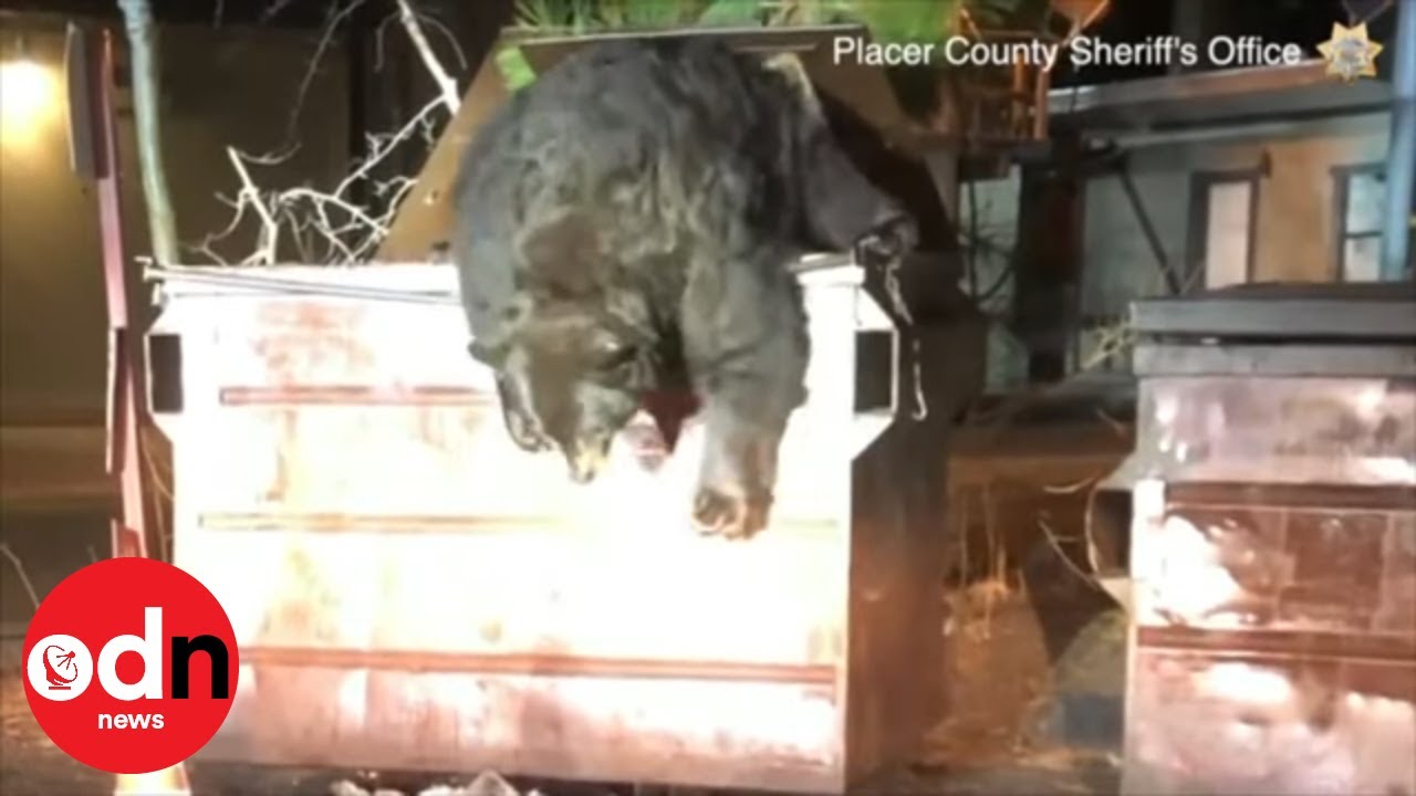 Schattig of angstaanjagend; beer gered uit container 12