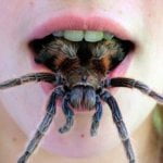 Spinnenbeet blijkt dodelijk! 18