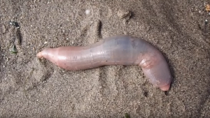 Amerikaans strand overspoeld door 'penisvissen' 17