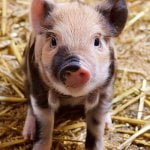 9 miljoen voor kweekvlees: varkensvlees zonder...varken! 26