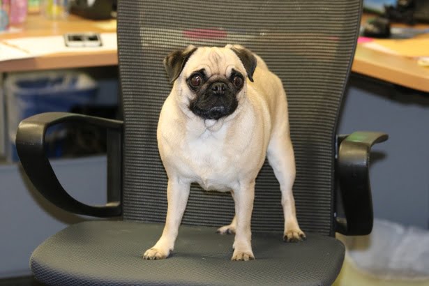 Dit is waarom elk bedrijf een kantoorhond moet overwegen 13