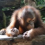 Orang-oetan redt man uit het water 23