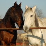 Hoe zinvol is paardentherapie? 15