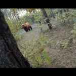 Mountainbiker wordt achtervolgt door grizzlybeer 13
