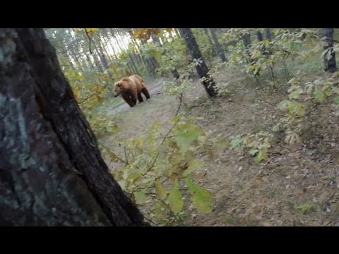 Mountainbiker wordt achtervolgt door grizzlybeer 8