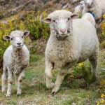 Opnieuw schapen illegaal geslacht voor vlees in regio Deventer 16