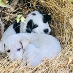 gestolen puppy's gevonden