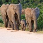 zwangere olifant vermoord