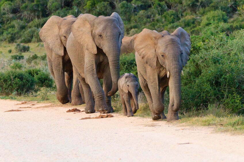zwangere olifant vermoord