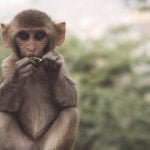 corona vaccin getest op apen