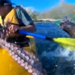 Zeehond slaat kajakker met octopus 13