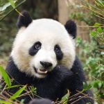 Panda ontsnapt uit verblijf 10
