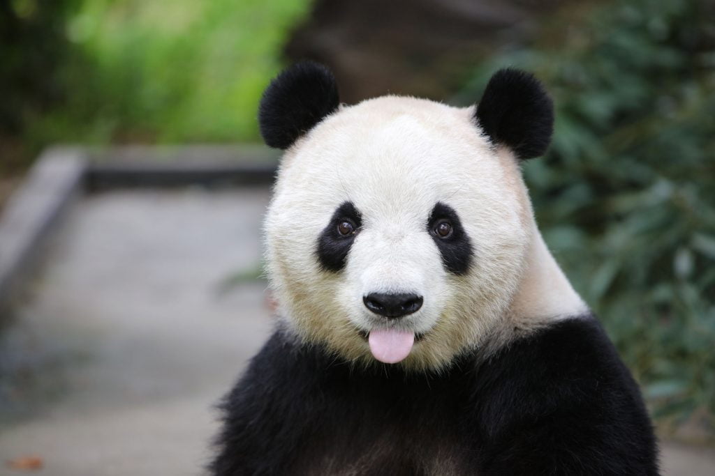 Panda ontsnapt uit verblijf 15