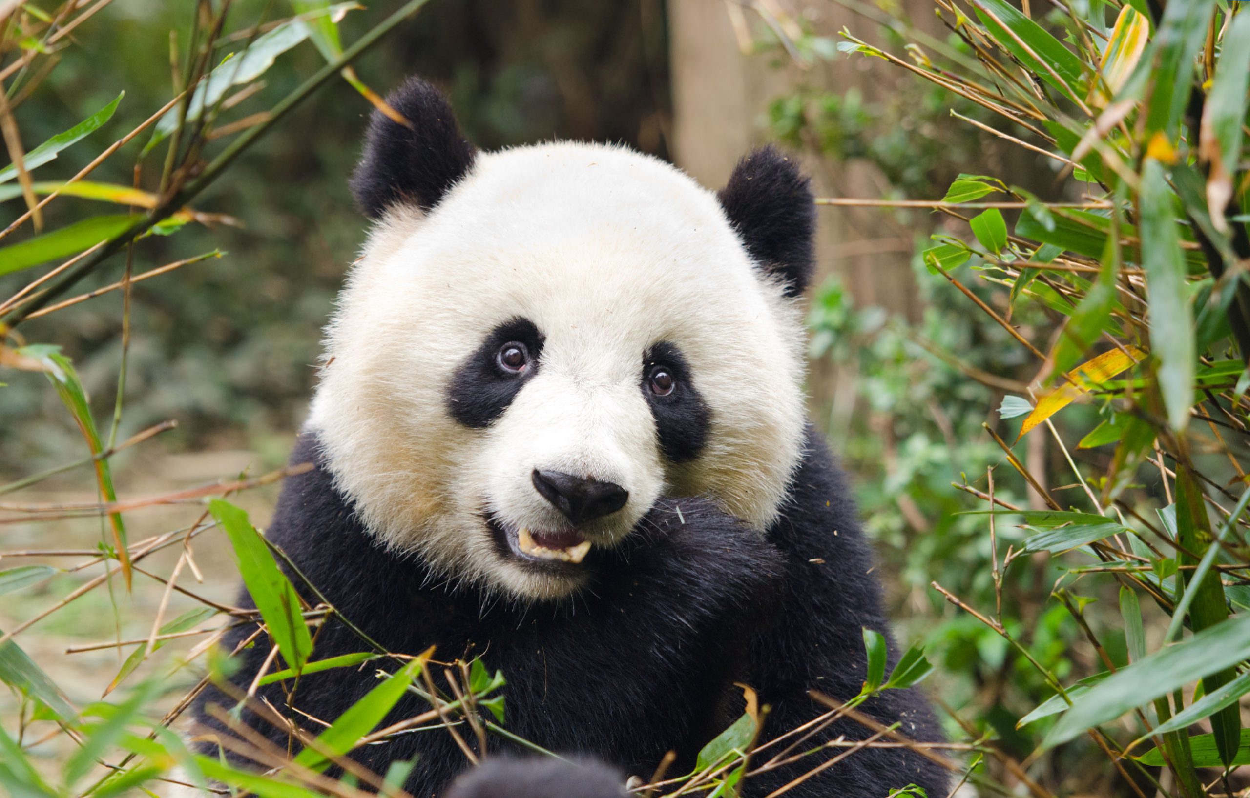 Panda ontsnapt uit verblijf 14