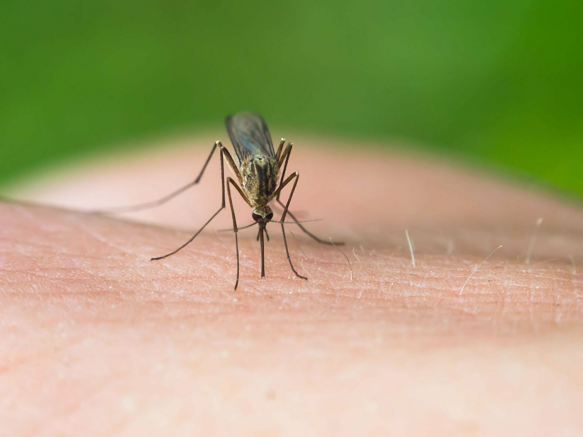 5 tips om muggenbeten te voorkomen 10