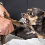 Top 10 hondenrassen met meeste letselschadeclaims 37
