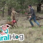 Man bokst met kangoeroe om hond te redden 19
