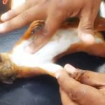 Geëlektrocuteerde eekhoorn krijgt reanimatie 24
