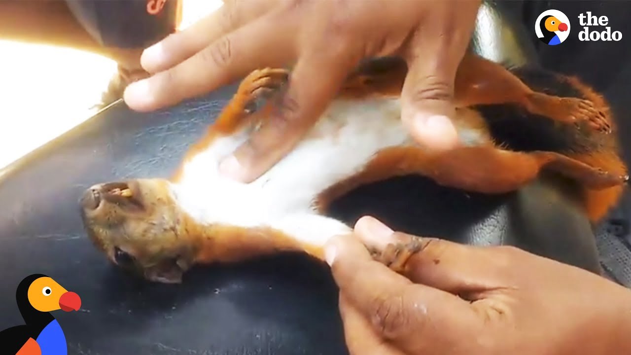 Geëlektrocuteerde eekhoorn krijgt reanimatie 12