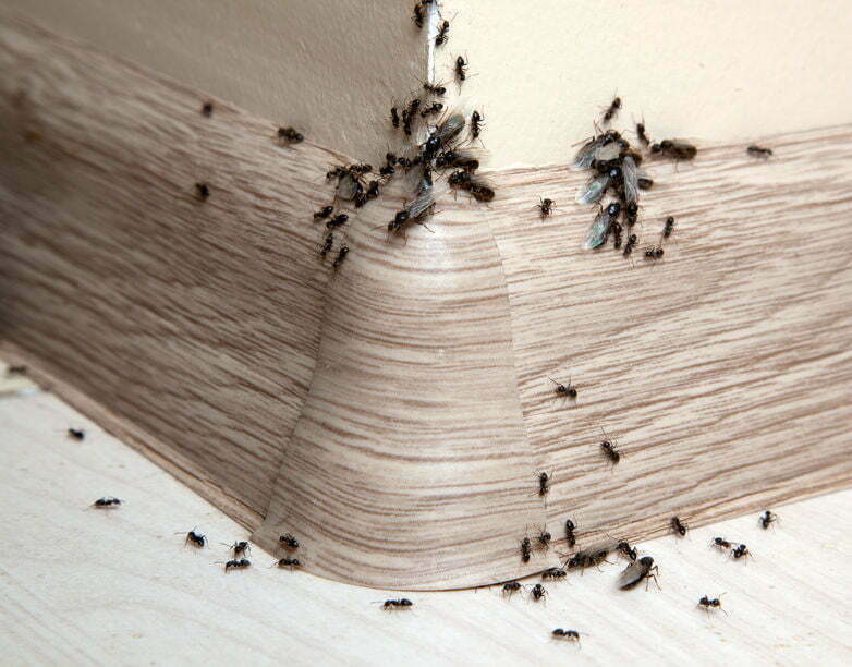 mierenplaag bestrijden