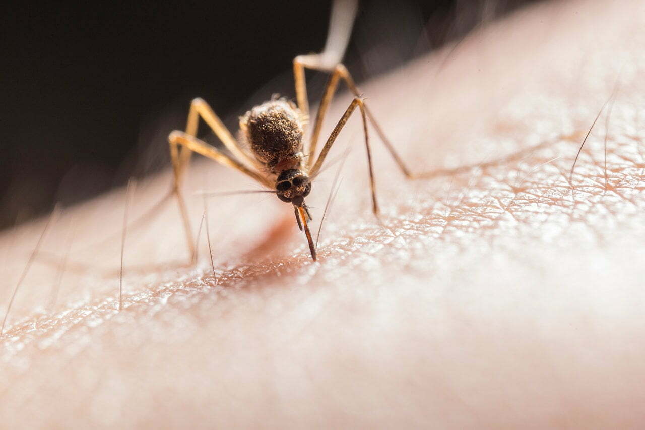 Google lijkt erin te slagen om muggen uit te roeien 24