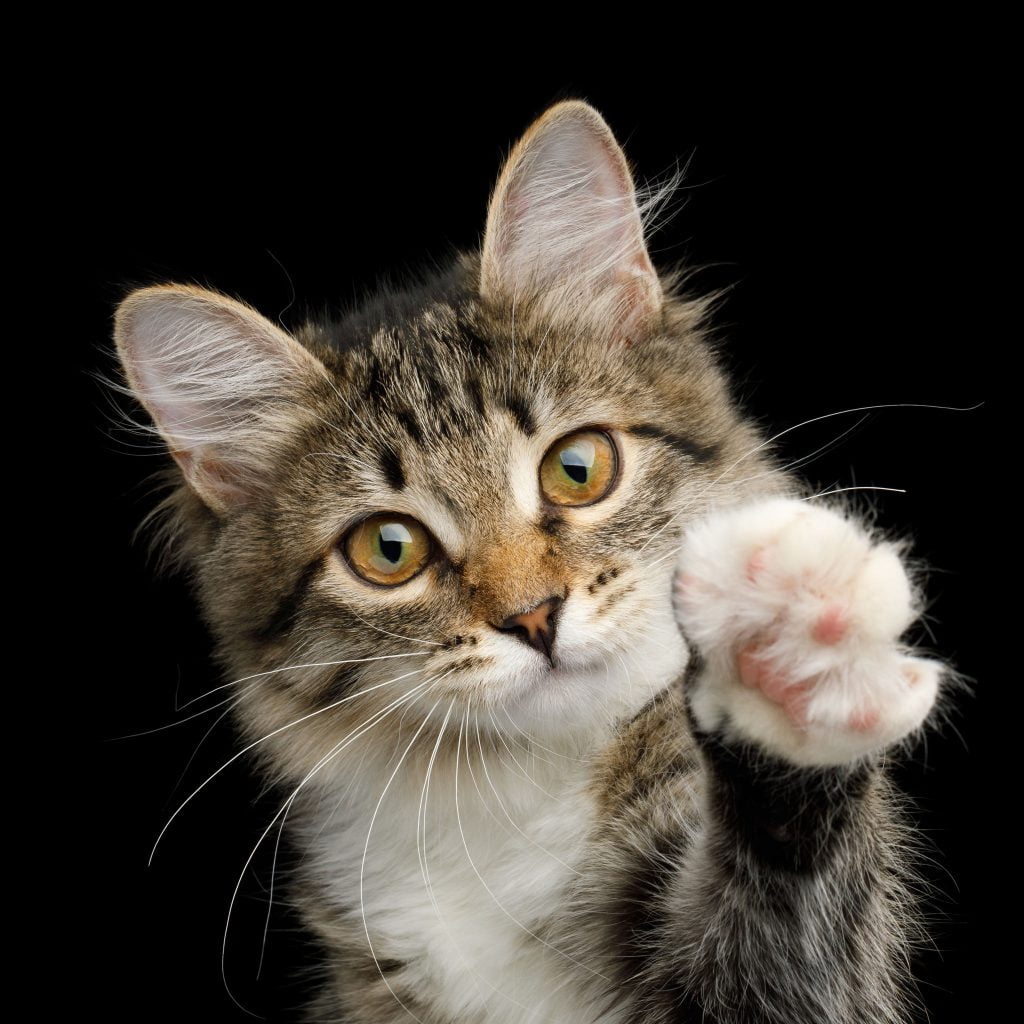 Miauwen vertalen via een app: communiceren met je kat 17