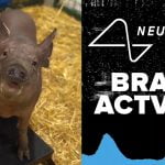 Elon Musk toont varkens met Neuralink in hersenen 14
