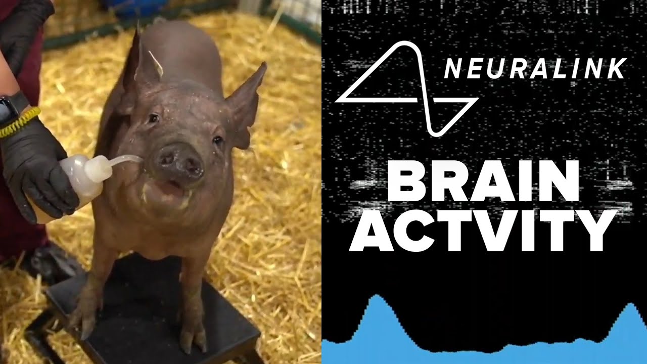 Elon Musk toont varkens met Neuralink in hersenen 11