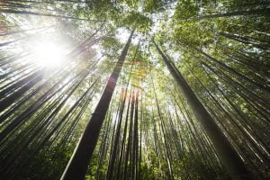 Bamboeondergoed; goed voor jou en goed voor het milieu 15