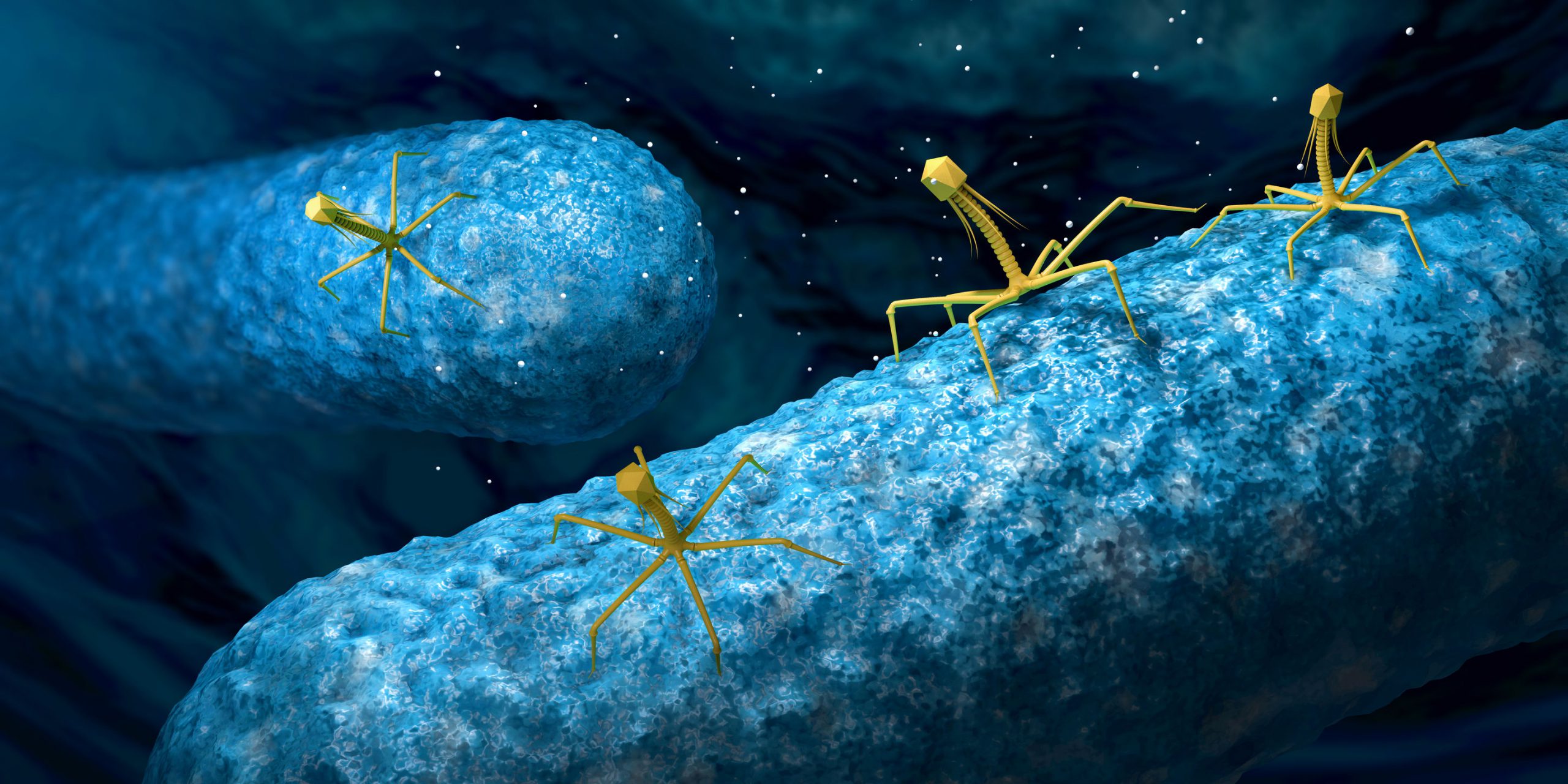 Zijn bacteriofagen de toekomst van de geneeskunde? 13