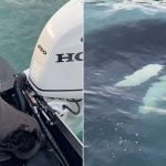 Otter springt op boot van vissers om te ontsnappen aan orka 12