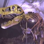 T. Rex fossielen skelet binnenkort te koop 18