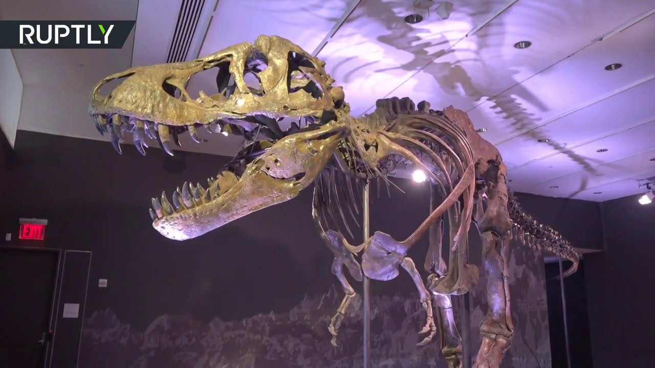 T. Rex fossielen skelet binnenkort te koop 13