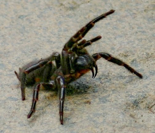De 10 gevaarlijkste spinnen ter wereld 12