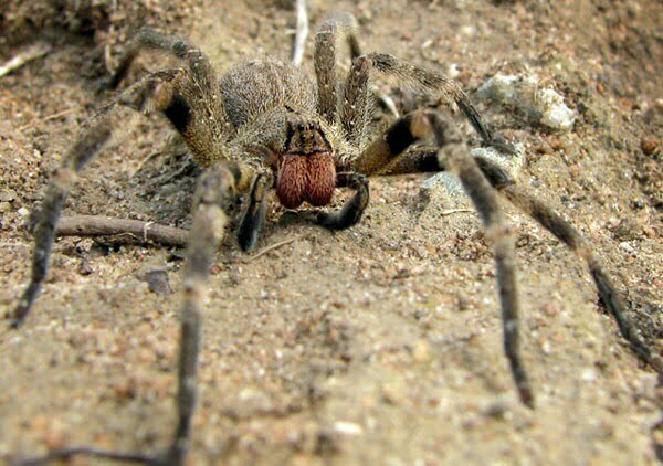 De 10 gevaarlijkste spinnen ter wereld 10