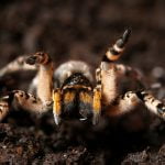 De 10 gevaarlijkste spinnen ter wereld
