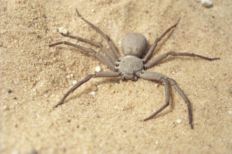 De 10 gevaarlijkste spinnen ter wereld 9