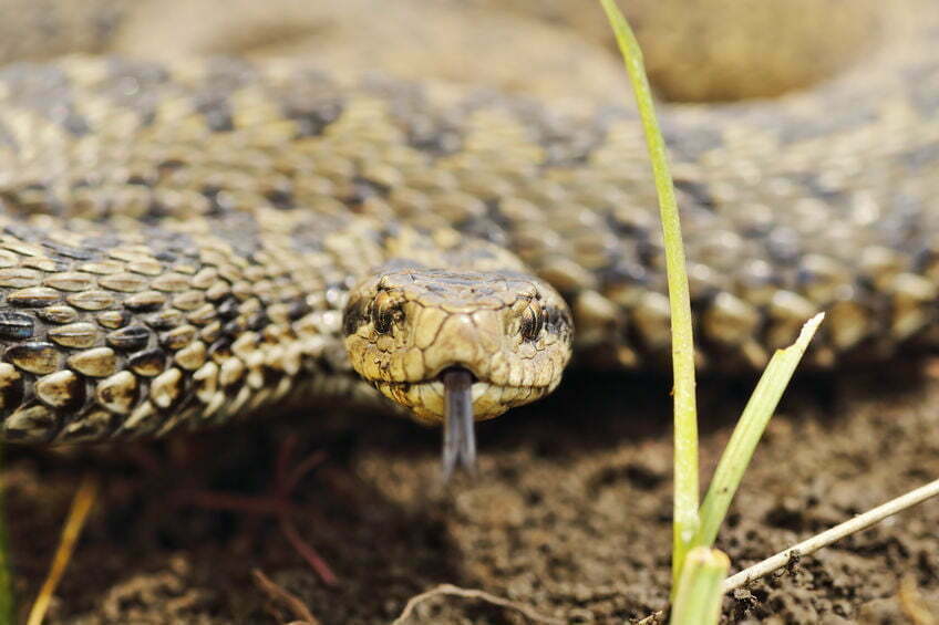 De 10 meest giftige slangen ter wereld 9
