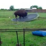 Blije buffel springt op trampoline 16