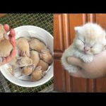 Kijken: Videocompilatie van superveel schattige babydieren 12