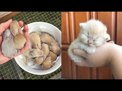 Kijken: Videocompilatie van superveel schattige babydieren 10