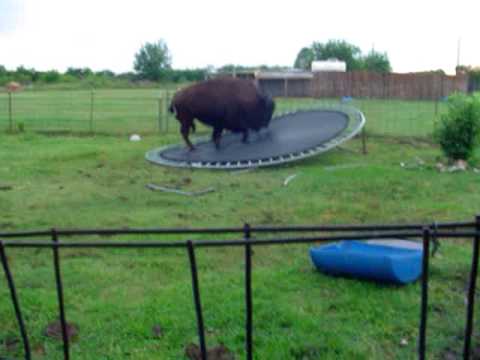 Blije buffel springt op trampoline 14