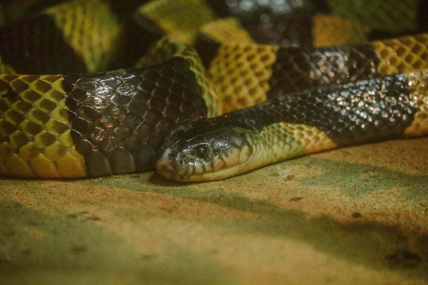 De 10 meest giftige slangen ter wereld 11