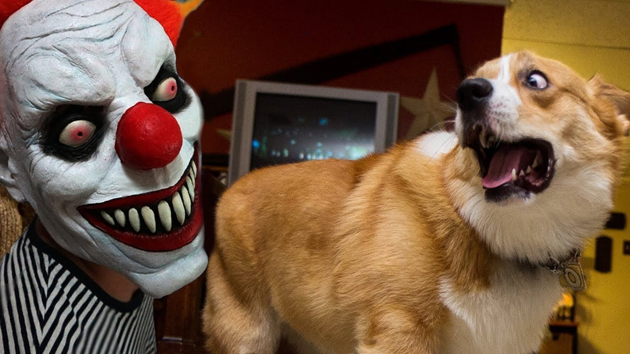 Honden schrikken zich kapot met Halloween 16